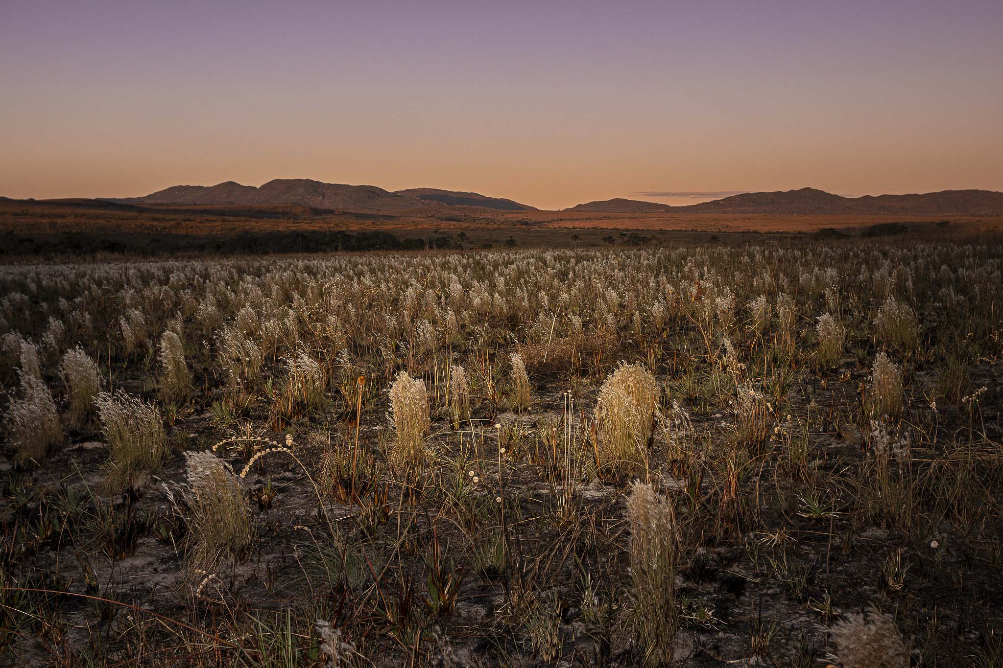 Imagem Restauração Ecológica PA4--26 da expedição de expedicoes/restauracao_25